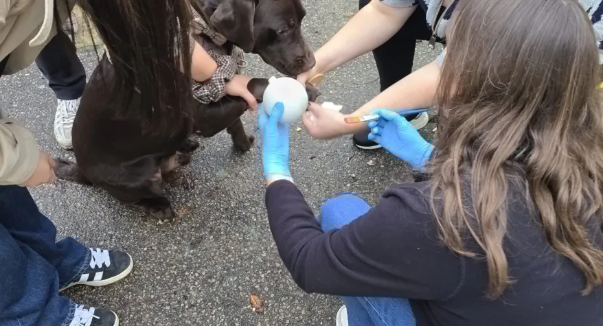 Dog having paw print done